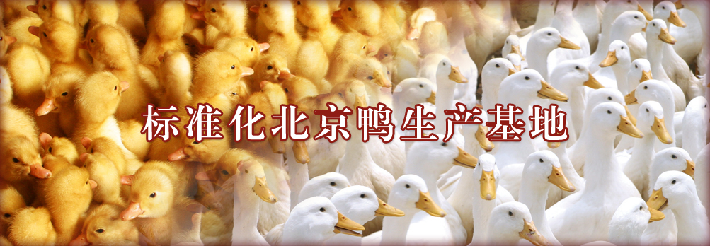 標(biāo)準(zhǔn)化鴨生產(chǎn)基地